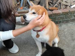 -柴犬高等学院·狗咖·柴犬售卖·宠物训练