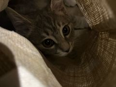 -芭比堂动物医院·CT·微创中心(新顺分院)