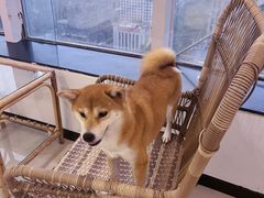 -共舞时光猫咖·狗咖(新街口店)