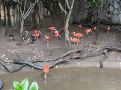 -上海野生动物园老虎餐厅