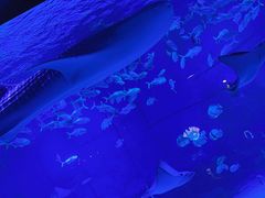 -烟台海昌鲸鲨海洋公园