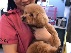 -严国平动物医院(德政总院)