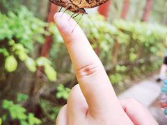 -野象谷景区