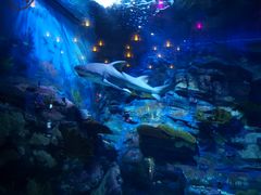 -烟台海昌鲸鲨海洋公园