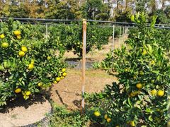 -前小桔亲子创意农场·草莓采摘·露营烧烤