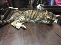 -尊宝比萨(中山八店)