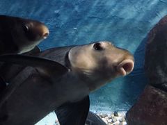 -苏州海洋馆