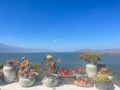-野菌皇海景野生菌火锅(滨海大道店)