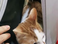 -暖阳宠物医院·犬猫康复中心·骨科
