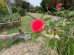 -东莞植物园