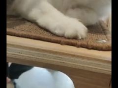 -飞行喵MR PILOT|猫舍·猫咖(静安大融城店)