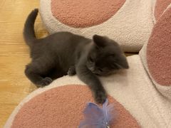 -猫咪派对(江南西店)