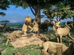 -国家自然博物馆