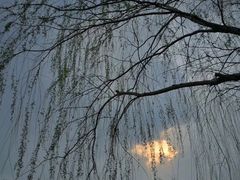 -桐乡植物园