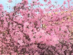 -南汇桃花村
