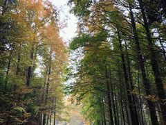 -山王坪喀斯特国家生态公园