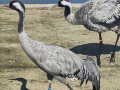 -盐城丹顶鹤湿地生态旅游区