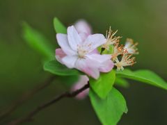 -上海吴淞炮台湾国家湿地公园