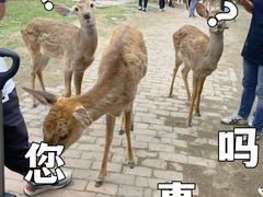 -广东花都香草世界旅游度假区