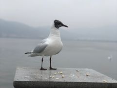 -海埂大坝