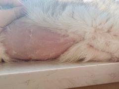 -美联众合动物医院·24h转诊中心