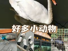 -沈阳鸟岛