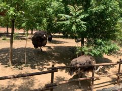 -石家庄市动物园