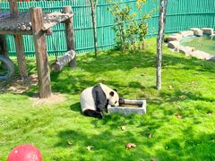 -西霞口神雕山野生动物世界