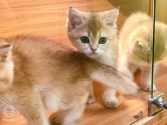 -猫十亿·布偶金渐层·曼基康矮脚猫舍(青年路店)