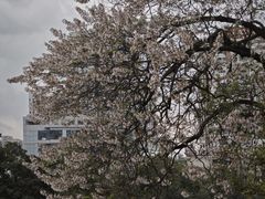 -成都市活水公园