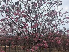 -天适樱花悠乐园