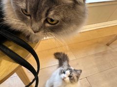 -Let's go狗咖·猫咖·奶狗·桌游(春熙路IFS店)