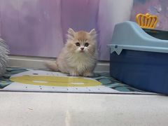 -糯米喵星人总部直营旗舰店·猫舍·幼猫出售