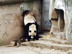 -成都大熊猫繁育研究基地