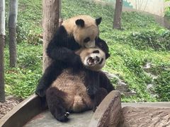 -中国大熊猫保护研究中心雅安碧峰峡基地