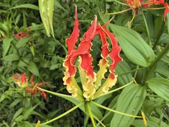 -中国科学院西双版纳热带植物园
