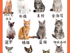 -lincat·猫舍(广州店)