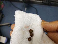 -康成宠物医院24H·CT·核磁共振