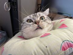 -北京恒爱动物医院(清景园分院)