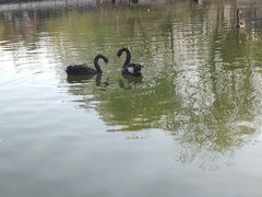 -花千代秘制烤鱼(曼哈顿店)