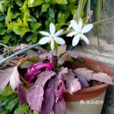 花∠※