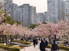 -新江湾城公园