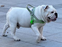 -小意思咖啡店(草桥店)