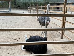 -秦皇岛野生动物园
