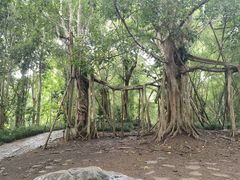 -中国科学院西双版纳热带植物园