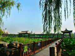 -莲花池公园