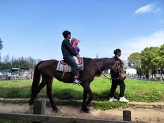 -田园东方蜜桃村的田野营地