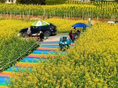 -桑洲油菜花景区