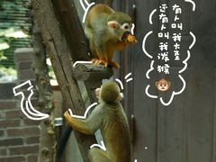 -五龙山野生动物王国