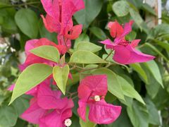 -紫颐香薰山谷景区